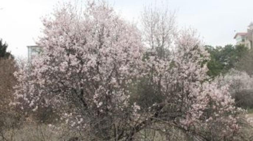 Elazığ Ve Malatya İ&ccedil;in Zirai Don Uyarısı