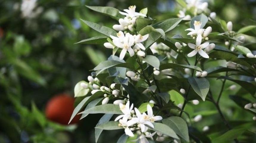 Karnavalın &Ccedil;i&ccedil;ekleri A&ccedil;tı