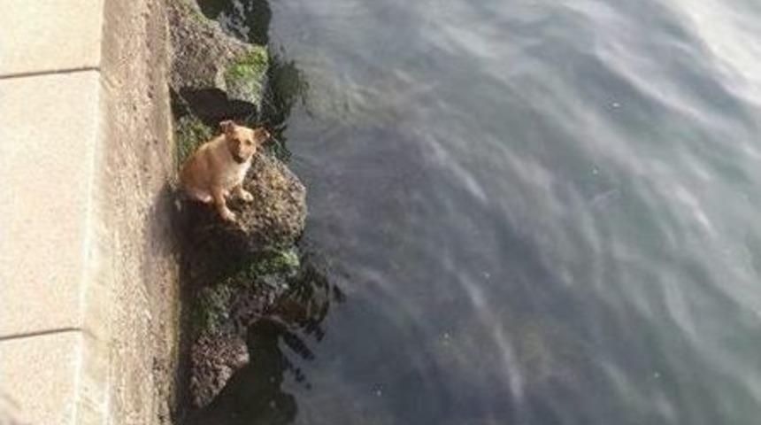 Denize D&uuml;şen K&ouml;peği İtfaiye Eri Kurtardı