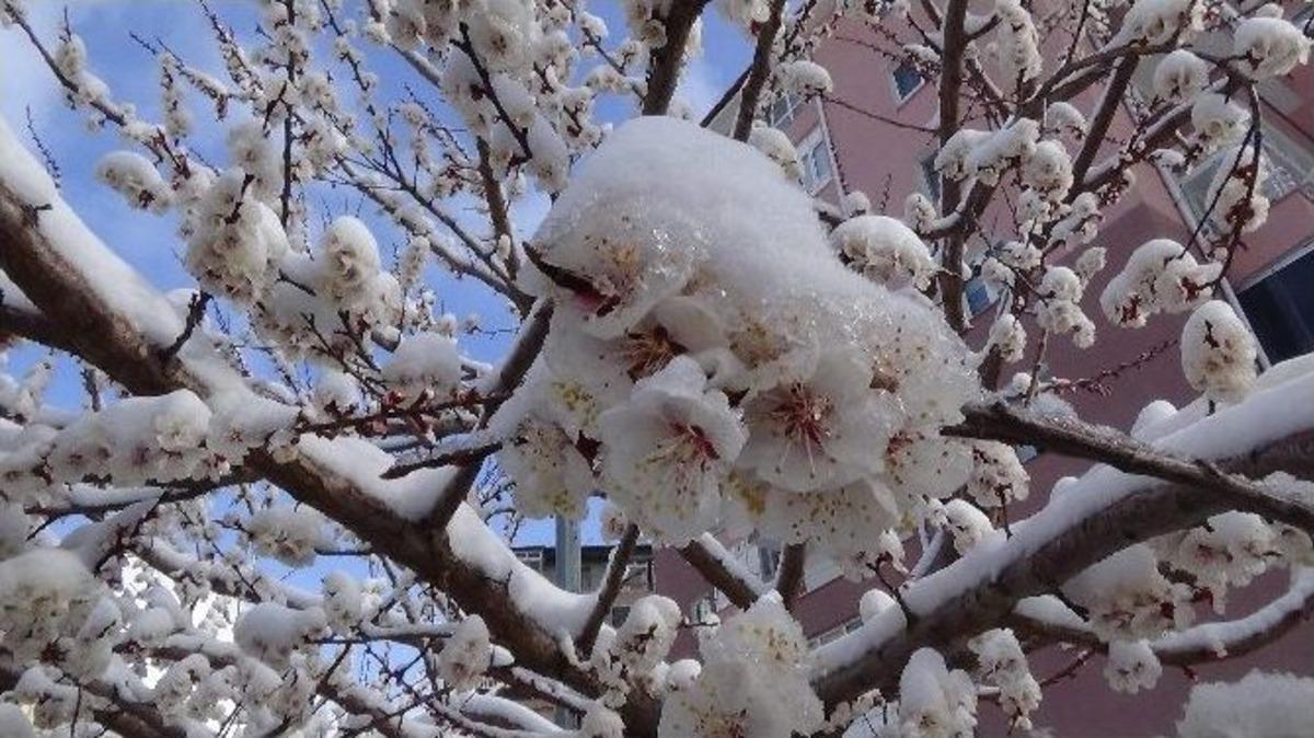 Yozgat&rsquo;ta &Ccedil;i&ccedil;ek A&ccedil;an Meyve Ağa&ccedil;ları Kar Altında Kaldı