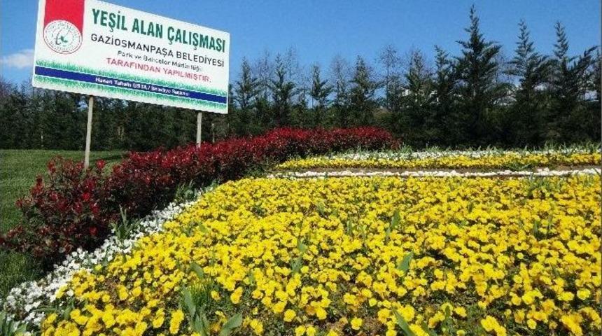 İlkbaharın M&uuml;jdecisi &Ccedil;i&ccedil;ekler Gaziosmanpaşa&rsquo;yı S&uuml;sl&uuml;yor