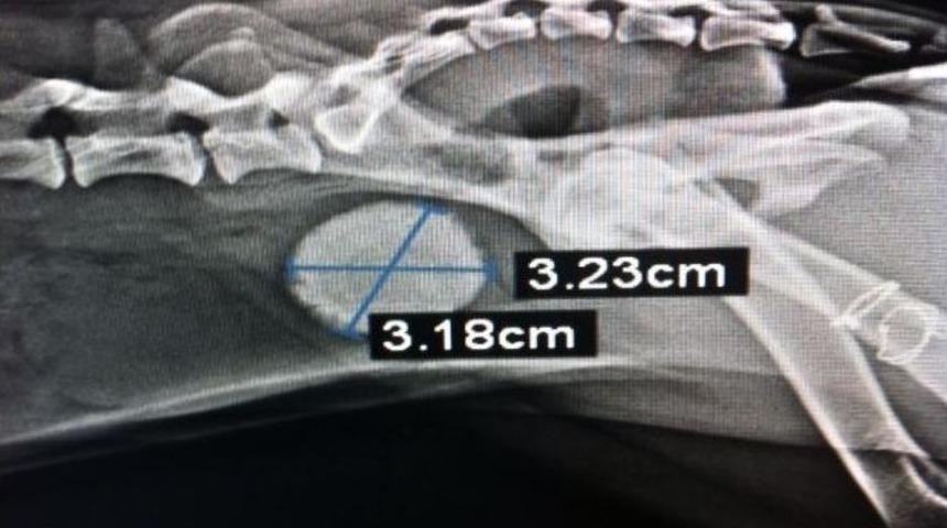 (&ouml;zel Haber) K&ouml;peğin İdrar Kesesinden Taş &Ccedil;ıktı