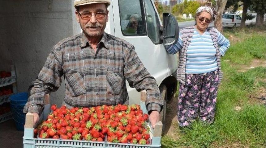 Devlet Desteğiyle 16 Yıldır Organik &Ccedil;ilek &Uuml;retiyor