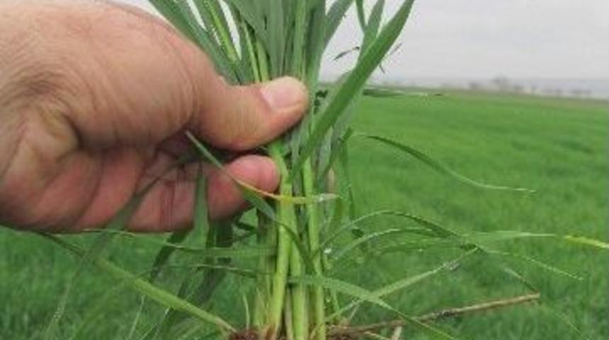 Yağmurları, Araban Ovası&rsquo;na Bereket Getirdi