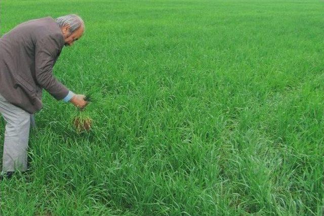 Yağmurları, Araban Ovası’na Bereket Getirdi