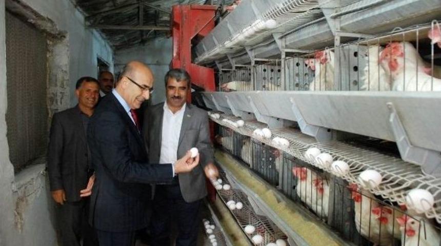 Vali Demirtaş Yumurta &Uuml;retim Tesisini Gezdi