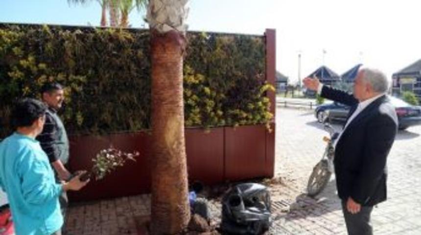 Erdemli&rsquo;de Parklar Ve Ref&uuml;jlerde Bahar Coşkusu