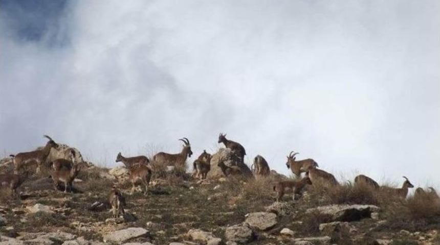 Yabani Ke&ccedil;i Pop&uuml;lasyonu Artıyor