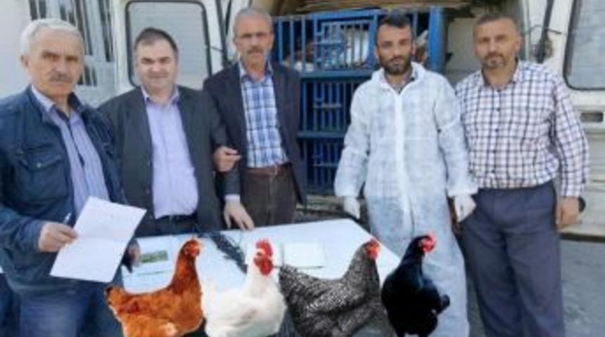 Tarım Kredi&rsquo;den K&ouml;yl&uuml;ye Tavuk