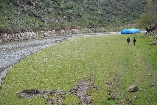 40 Deve Y&uuml;k&uuml; Altın Ekonomik Krize Takıldı 1