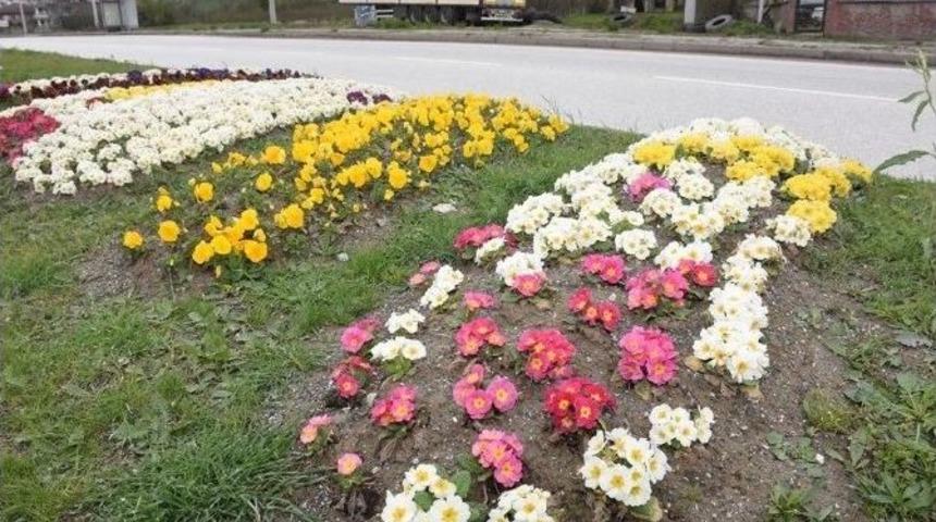 Bahar &Ccedil;i&ccedil;ekleri Rengarenk