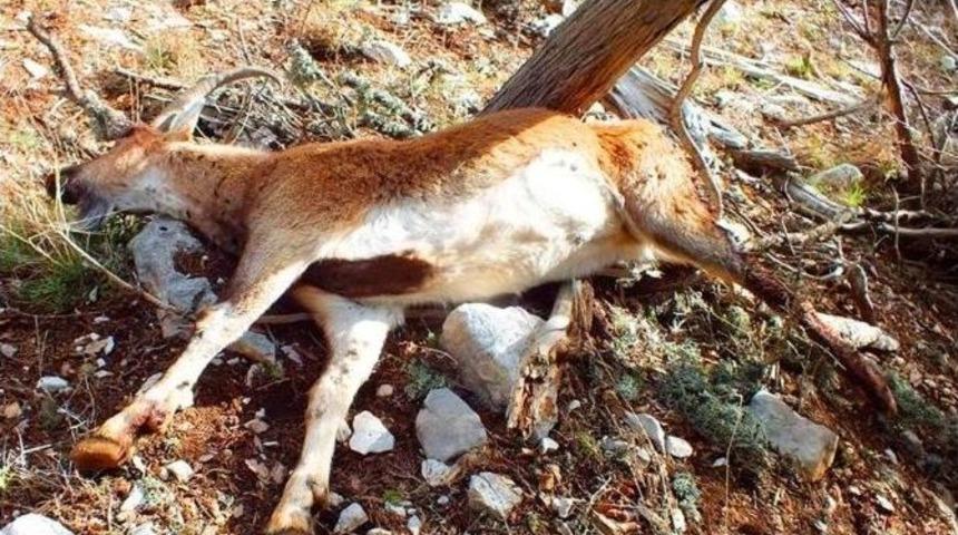 Antalya&rsquo;da Ka&ccedil;ak Avcı Vahşeti