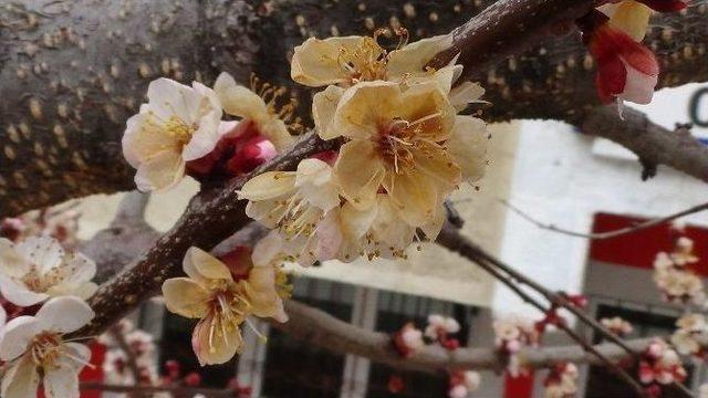 Meteorolojiden Don Uyarısı