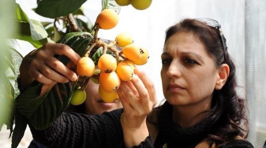 Yenid&uuml;nya Erken Olgunlaştı