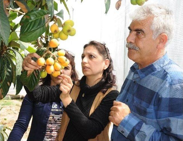 Yenidünya Erken Olgunlaştı