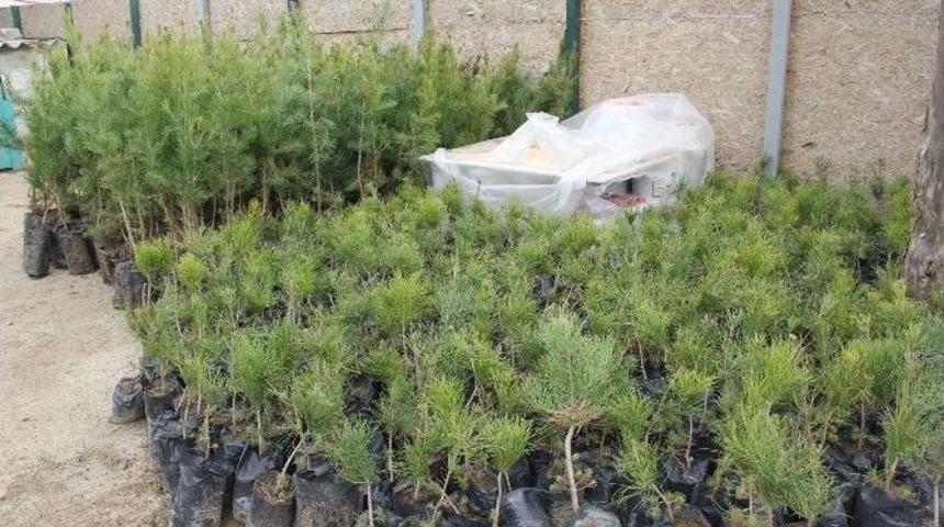 Eyy&uuml;biye Belediyesi &rsquo;daha Yeşil Bir Eyy&uuml;biye İ&ccedil;in&rsquo; Kolları Sıvadı