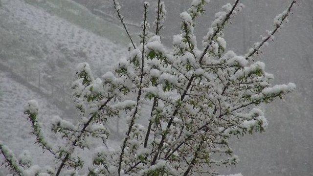 Rize’de Soğuk Hava Ve Kar Yağışı Yüksek Kesimlerde Etkili Oluyor