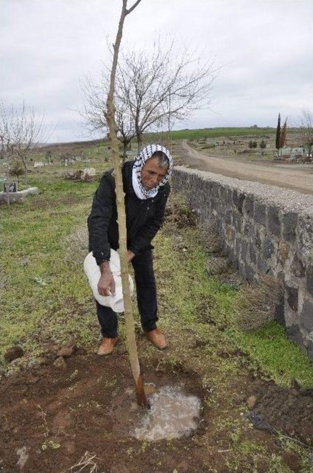 Bir Ağaç Kesen Vatandaşa 30 Ağaç Dikme Cezası Verildi