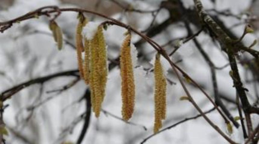 Fındıkta Zirai Don Korkusu