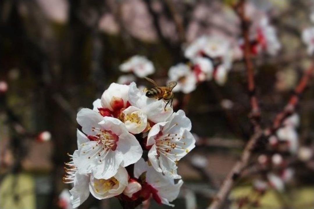 Nazilli Baharı Erken Karşıladı