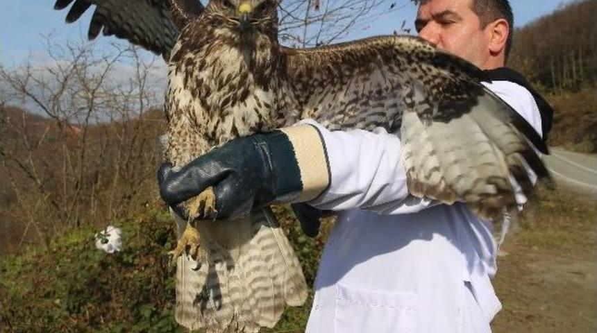 Ordu&rsquo;da Şahin Tedavisi Arttı
