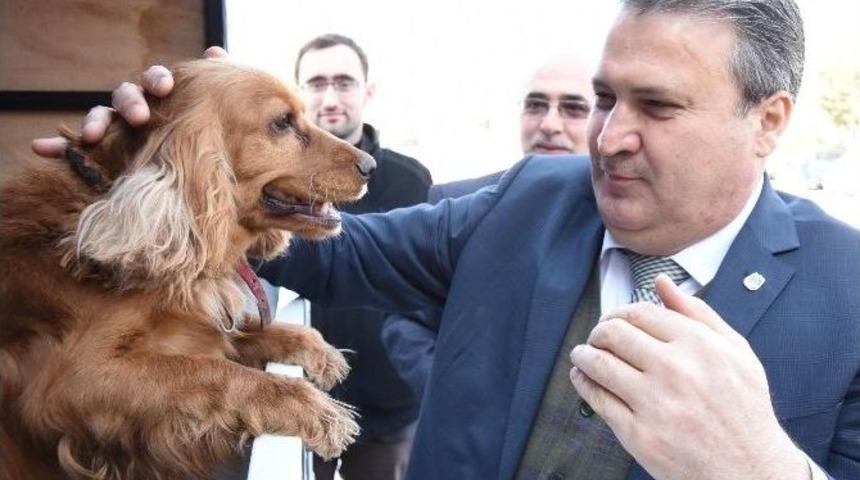 Yunusemre Sokak Hayvanlarına Sahip &Ccedil;ıkıyor