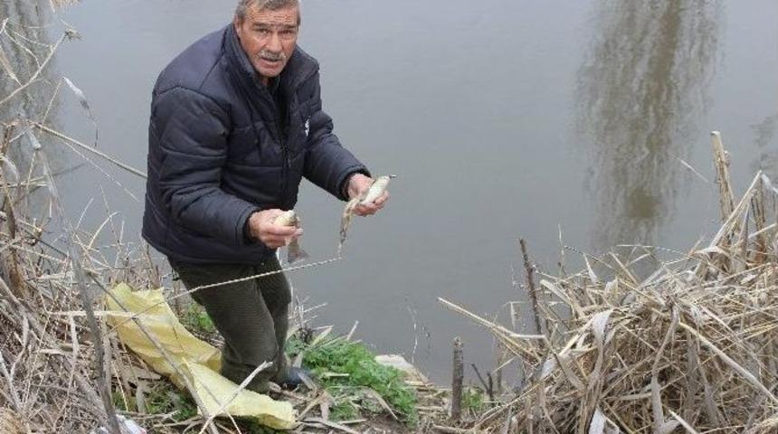 Porsuk&rsquo;ta &Ouml;l&uuml; Balıklar Su Y&uuml;z&uuml;ne Vurdu