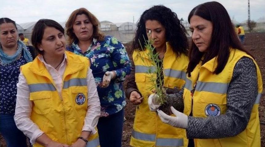 Akdeniz Belediyesi &Ccedil;ift&ccedil;iler İ&ccedil;in Harekete Ge&ccedil;erek Lavanta Dikti