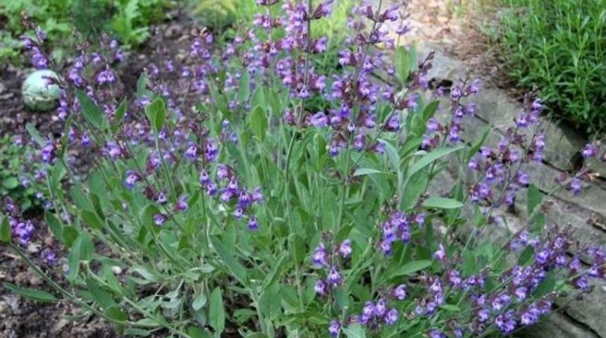 Tekirdağ&rsquo;da Ada&ccedil;ayı &Uuml;retimi Artırılacak