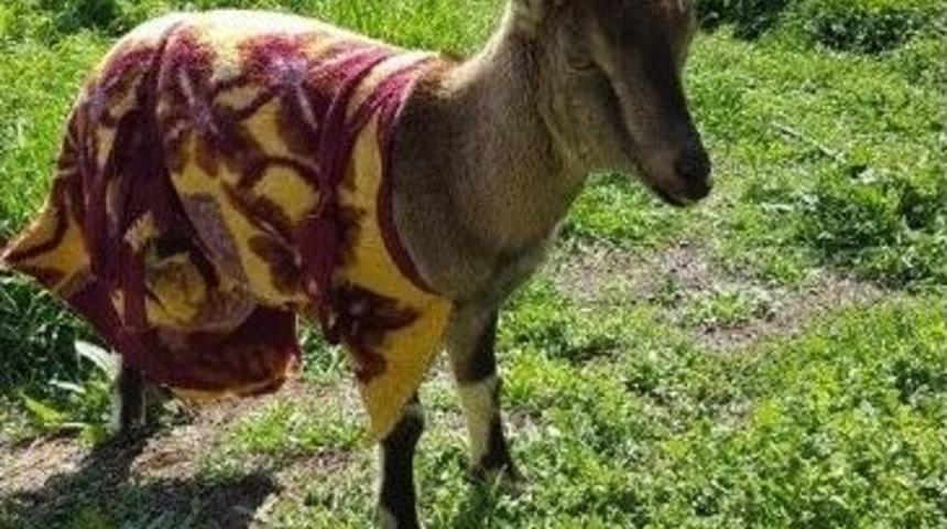 Yaralı Dağ Ke&ccedil;isine Belediye Sahip &Ccedil;ıktı