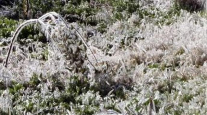Meteorolojiden Zirai Don Uyarısı
