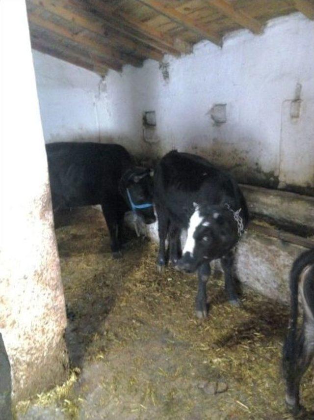 Hayvan Hırsızlarını Edirne Jandarması Yakaladı 1