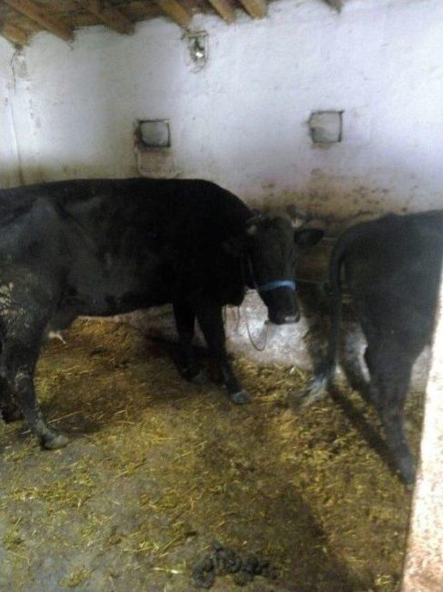 Hayvan Hırsızlarını Edirne Jandarması Yakaladı 2