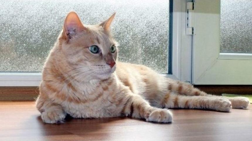 Kediye Tahliye Davasında Davacı Aile Konuştu