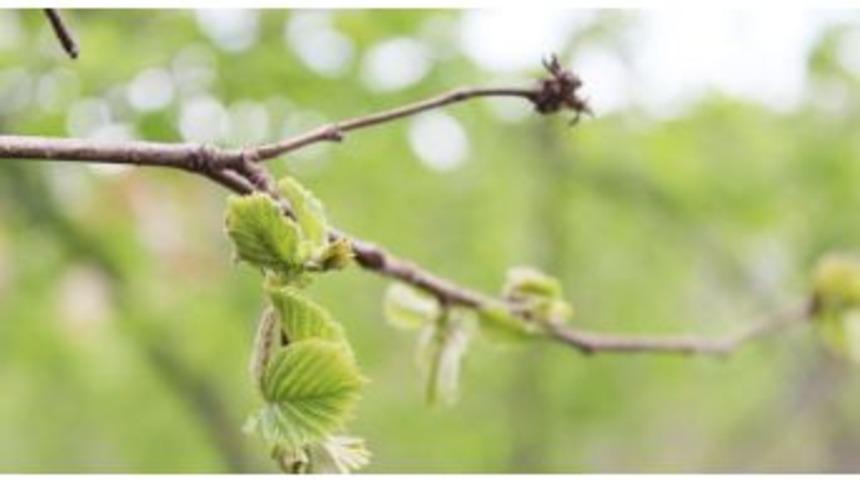 Tarım M&uuml;d&uuml;r&uuml; Fındıkta Dona Karşı Alınacak Tedbirleri A&ccedil;ıkladı