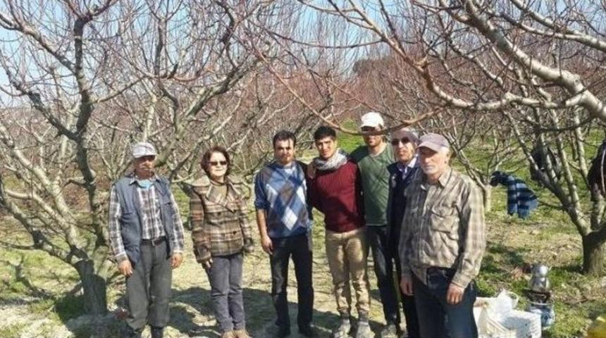 Aydın&rsquo;da Şeftali Bah&ccedil;elerinde Hastalık Ve Zararlı Kontrolleri S&uuml;r&uuml;yor