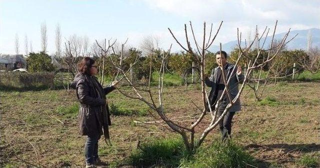 Aydın&rsquo;da Şeftali Bah&ccedil;elerinde Hastalık Ve Zararlı Kontrolleri S&uuml;r&uuml;yor 1