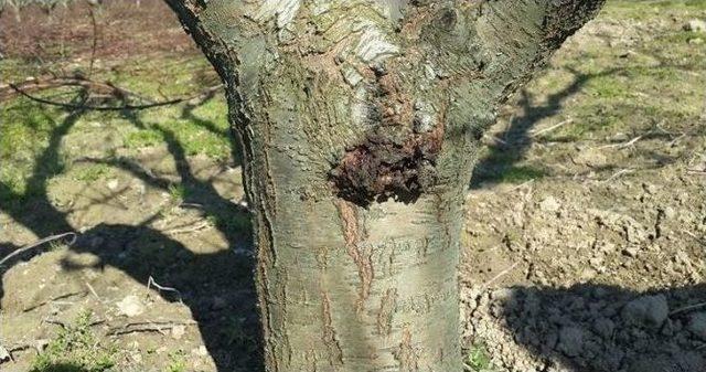 Aydın&rsquo;da Şeftali Bah&ccedil;elerinde Hastalık Ve Zararlı Kontrolleri S&uuml;r&uuml;yor 2