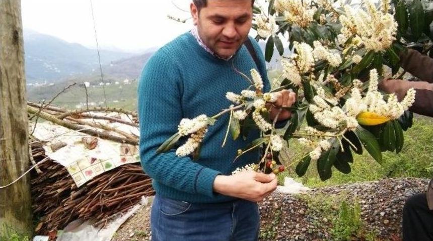 Giresun&rsquo;da Karayemiş Kış Ortasında Meyve Verdi