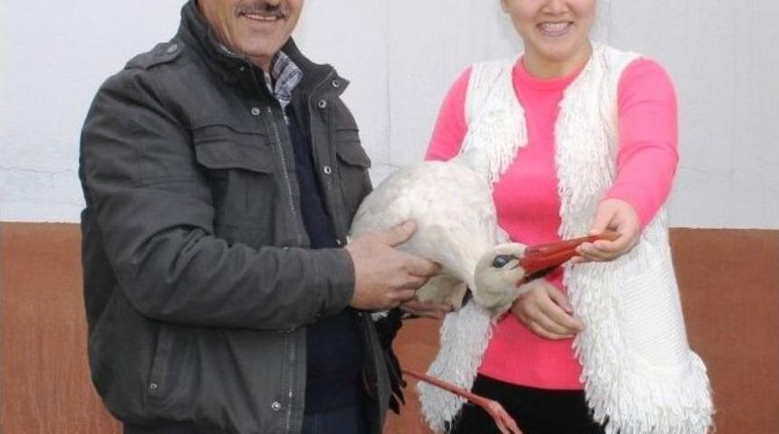 Yaralı Leylek Tedavi Altına Alındı
