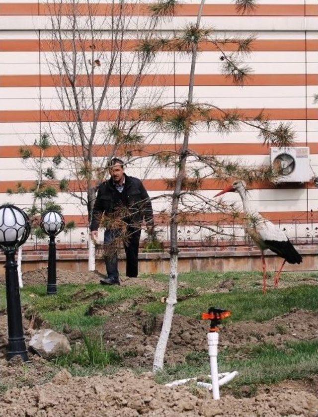 Yaralı Leylek Tedavi Altına Alındı