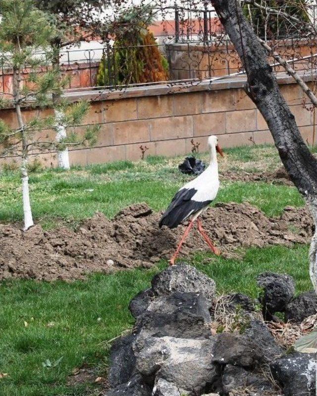 Yaralı Leylek Tedavi Altına Alındı