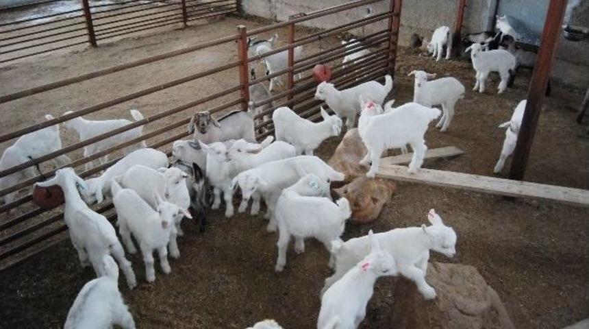 Enerji &Uuml;reten Doğa Dostu &Ccedil;iftlik