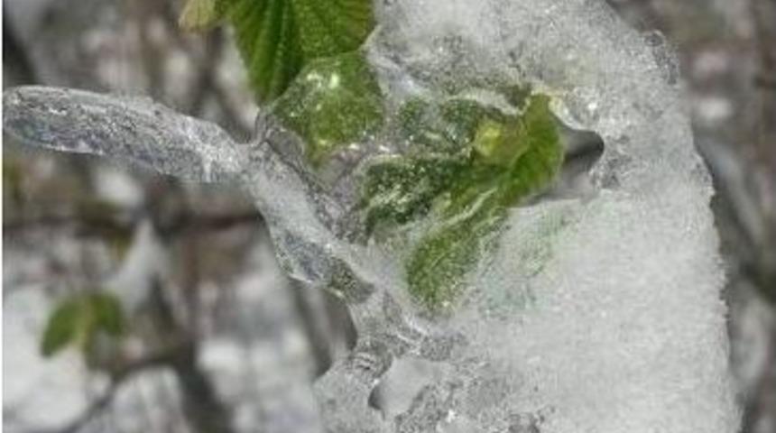 Fındıkta Zirai Don Tehlikesi