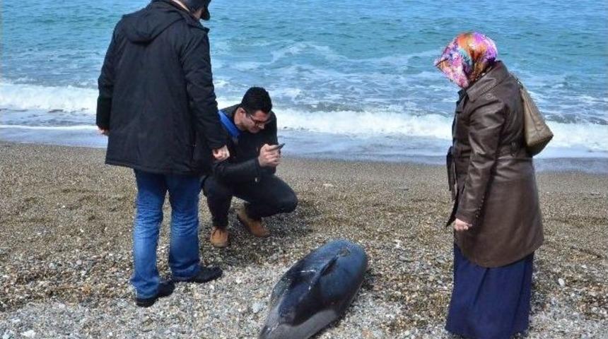 Kafası Olmayan Yunus Balığı Karaya Vurdu