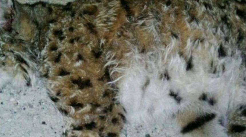 Ilgaz&rsquo;da Nesli T&uuml;kenmekte Olan Vaşak &Ouml;l&uuml; Bulundu