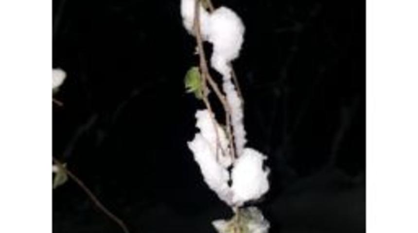 Korkulan Oldu, Fındık Dondu