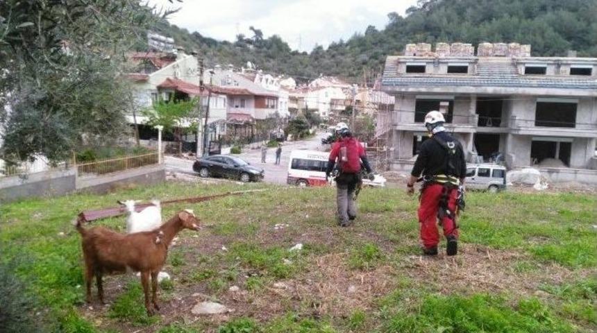 Akut Gebe Ke&ccedil;ileri Kurtardı