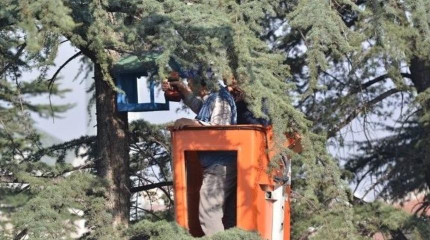 Kuşlar Yuvalarına Kavuşuyor