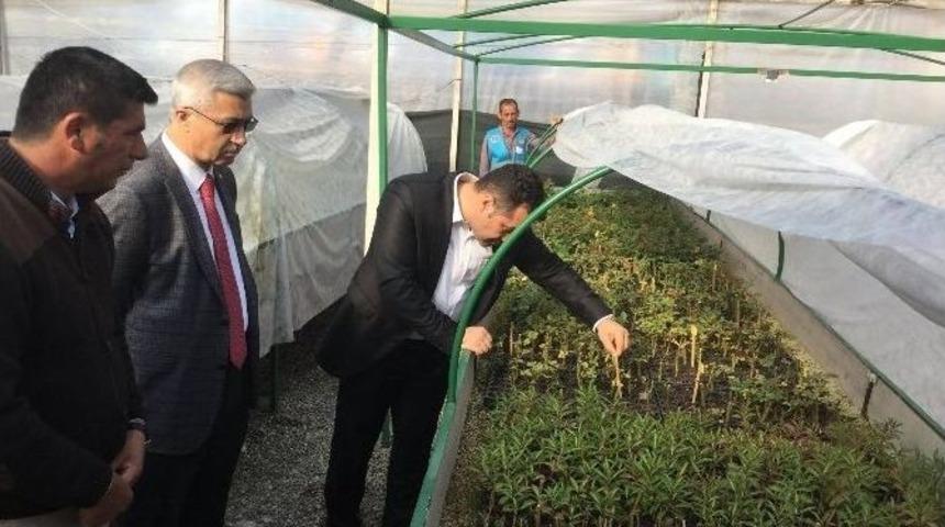 Alanya Belediyesi&rsquo;nden 2. Bitki Serası
